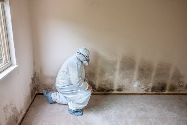 Best Post-Flood Mold Remediation in Geneva, WA