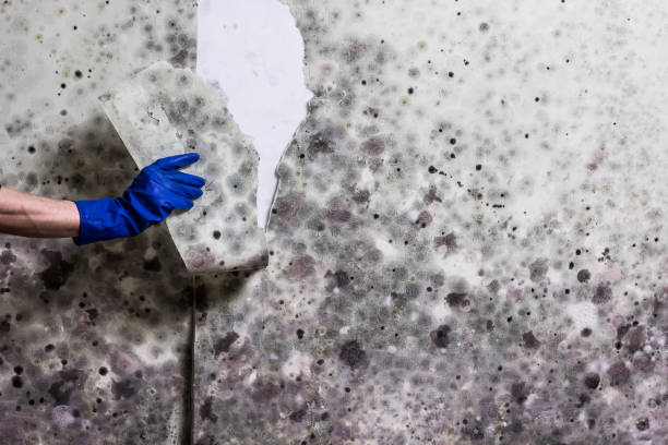 Best Bathroom Mold Remediation in Geneva, WA