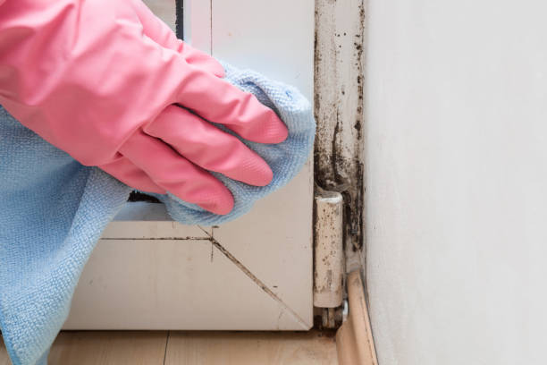 Best Post-Flood Mold Remediation in Geneva, WA