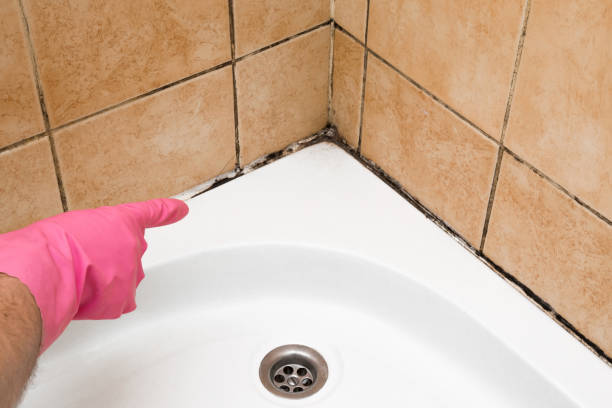 Best Crawl Space Mold Remediation in Geneva, WA